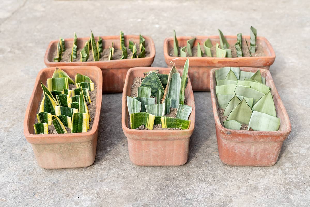Hvorfor du bør begrave et stykke sansevieria-blad i plantenes potter: Et genialt hage-triks