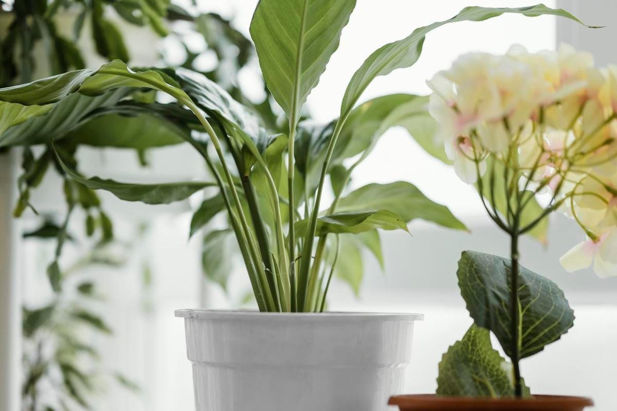 Hvorfor du bør begrave et stykke sansevieria-blad i plantenes potter: Et genialt hage-triks